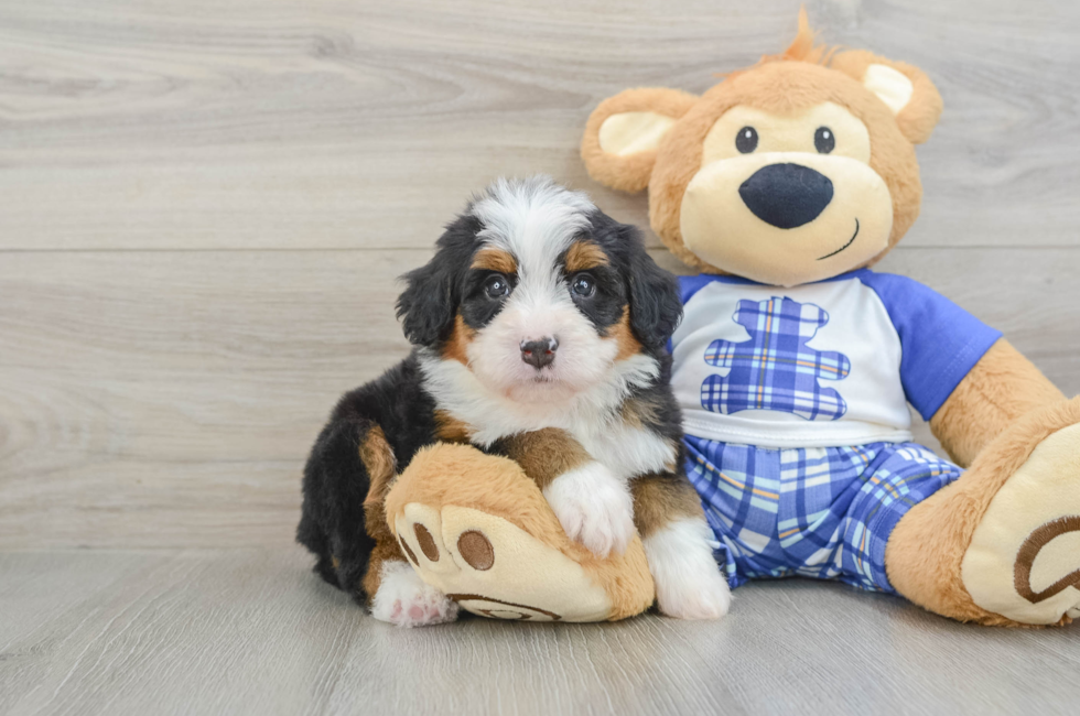 5 week old Mini Bernedoodle Puppy For Sale - Premier Pups