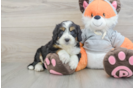 Mini Bernedoodle Puppy for Adoption