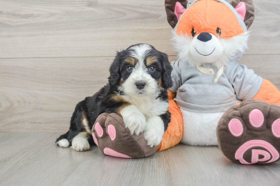 Mini Bernedoodle Puppy for Adoption
