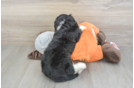 Adorable Mini Bernese Poodle Poodle Mix Puppy