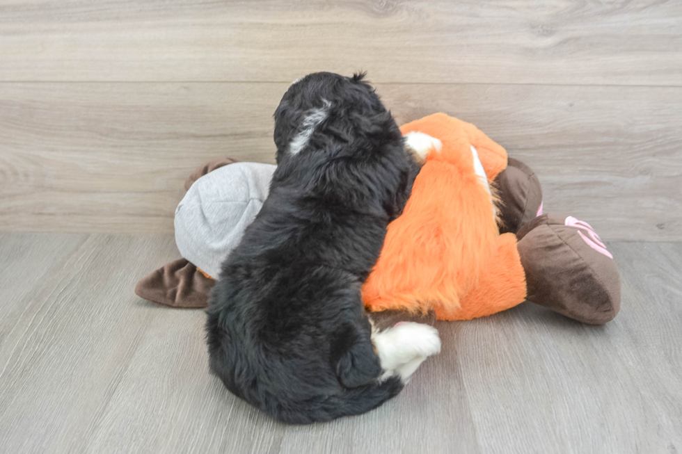 Adorable Mini Bernese Poodle Poodle Mix Puppy