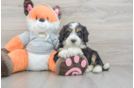 Cute Mini Bernedoodle Baby