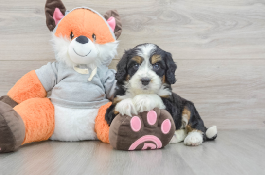 Cute Mini Bernedoodle Baby