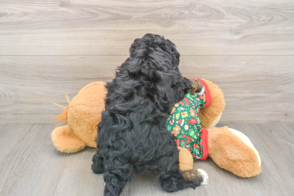 Best Mini Bernedoodle Baby