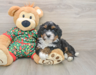 7 week old Mini Bernedoodle Puppy For Sale - Premier Pups