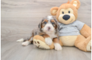 Mini Bernedoodle Pup Being Cute