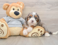 6 week old Mini Bernedoodle Puppy For Sale - Premier Pups