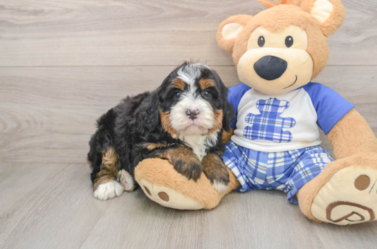 Best Mini Bernedoodle Baby