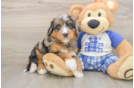 Mini Bernedoodle Pup Being Cute