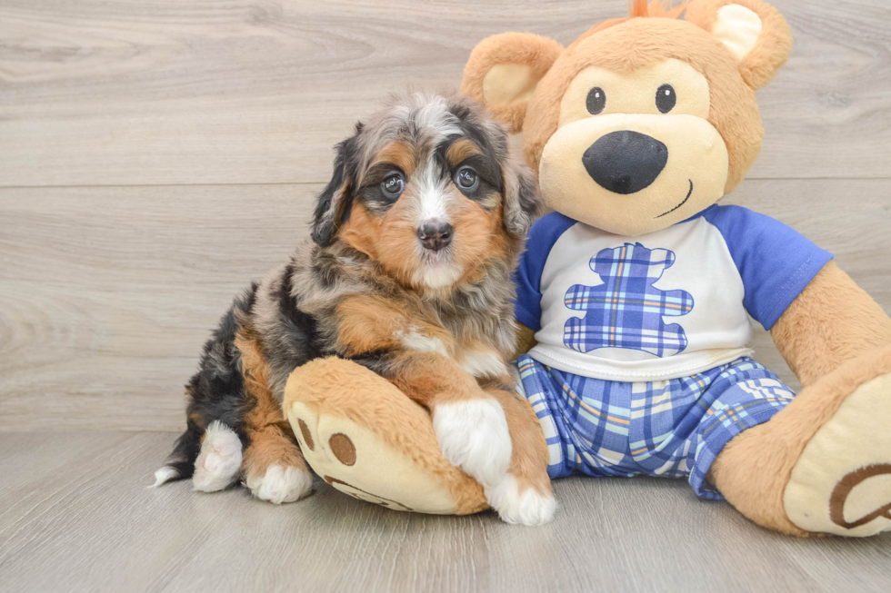 Mini Bernedoodle Pup Being Cute