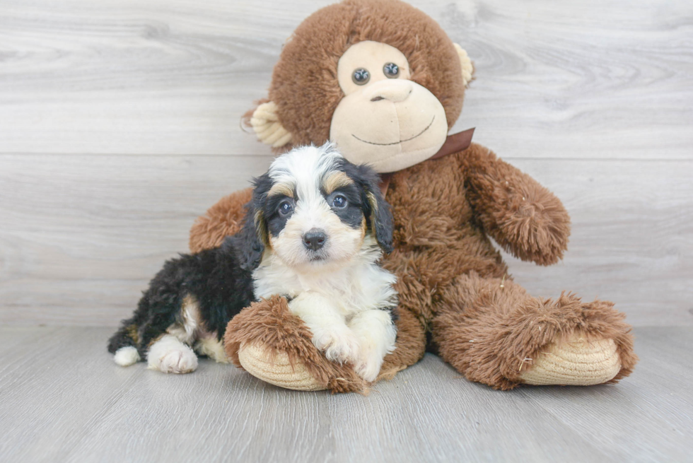 Little Bernadoodle Poodle Mix Puppy