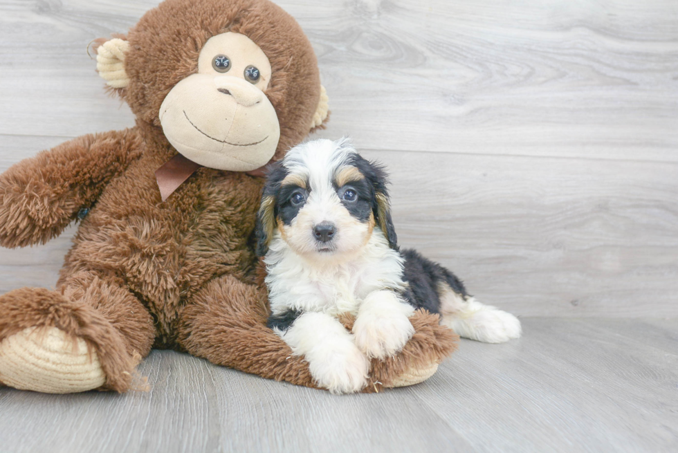 Playful Mini Berniedoodle Poodle Mix Puppy