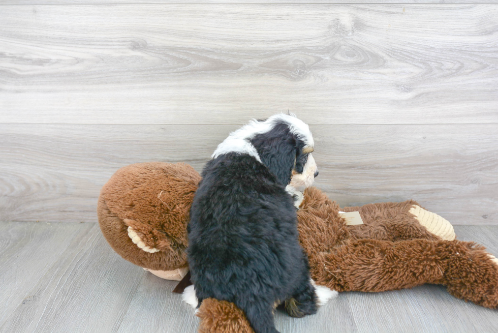 Happy Mini Bernedoodle Baby