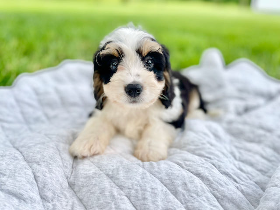 Sweet Mini Bernedoodle Baby