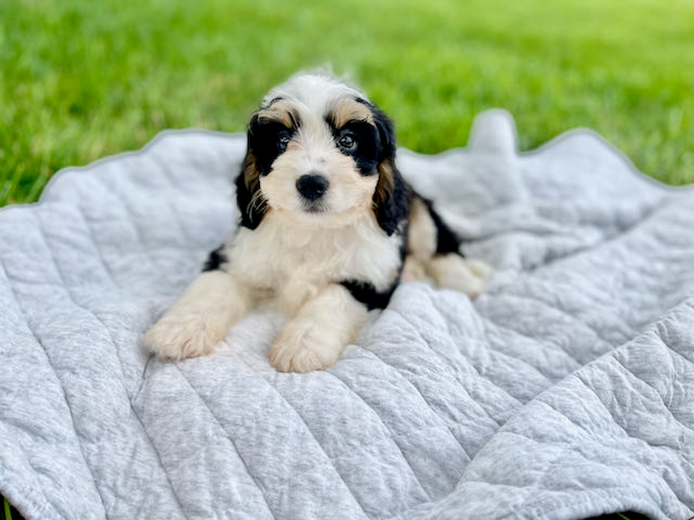 Best Mini Bernedoodle Baby