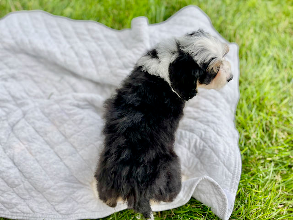 Mini Bernedoodle Pup Being Cute