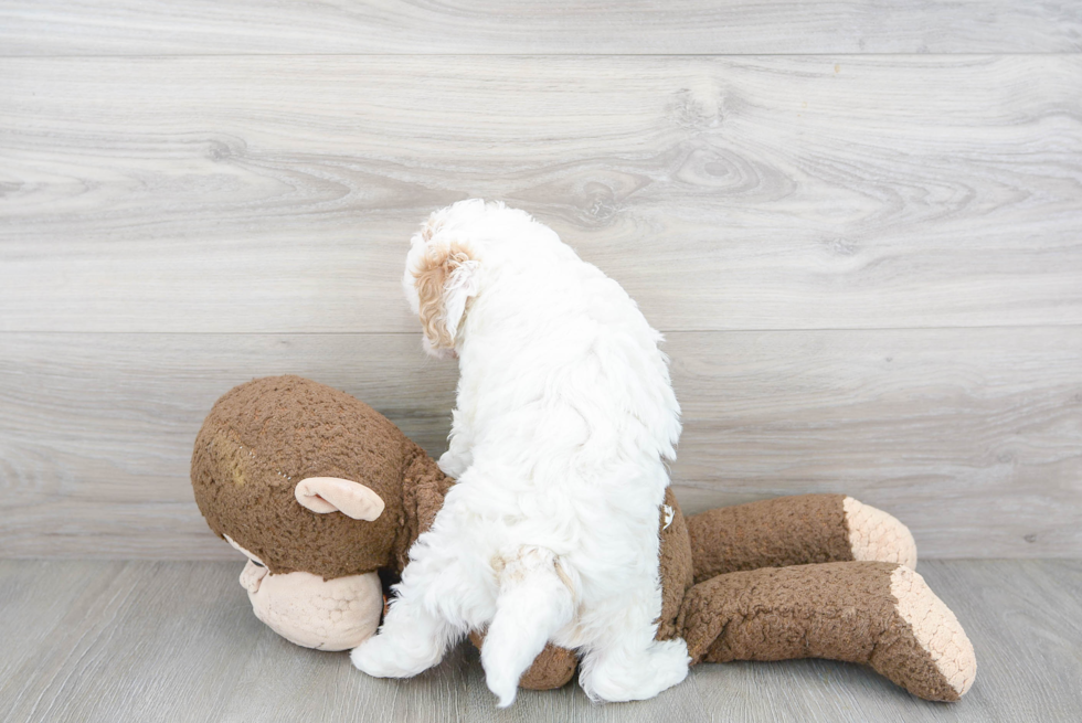 Smart Mini Bernedoodle Poodle Mix Pup