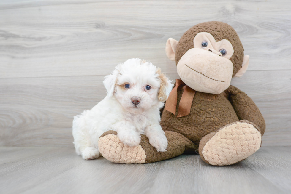 Popular Mini Bernedoodle Poodle Mix Pup