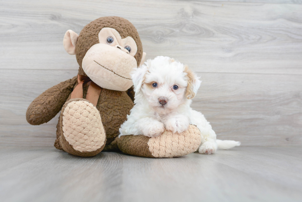 Sweet Mini Bernedoodle Baby