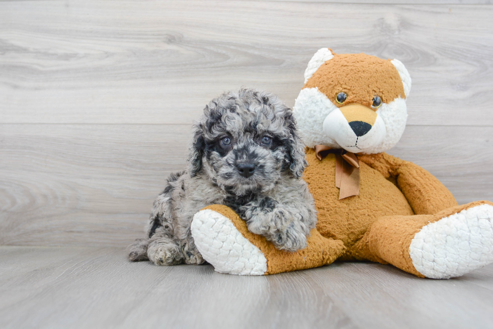 Best Mini Bernedoodle Baby