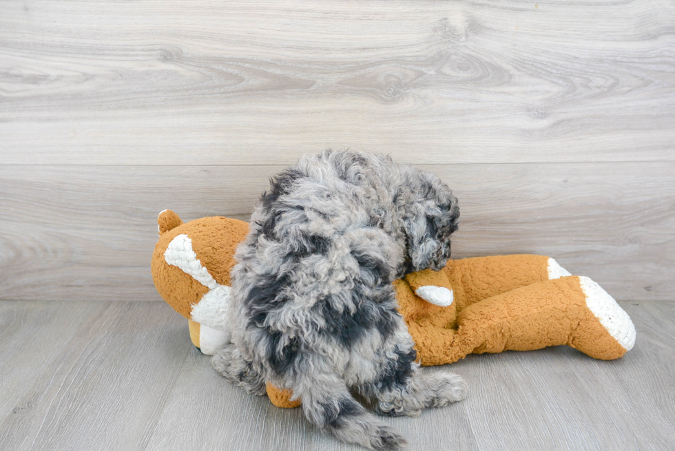 Popular Mini Bernedoodle Poodle Mix Pup