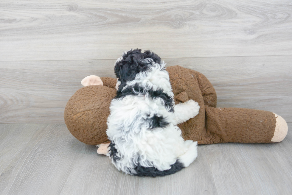 Best Mini Bernedoodle Baby