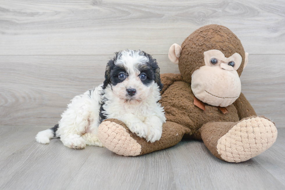 Cute Bernadoodle Poodle Mix Puppy