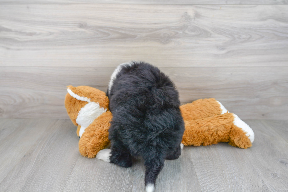 Best Mini Bernedoodle Baby