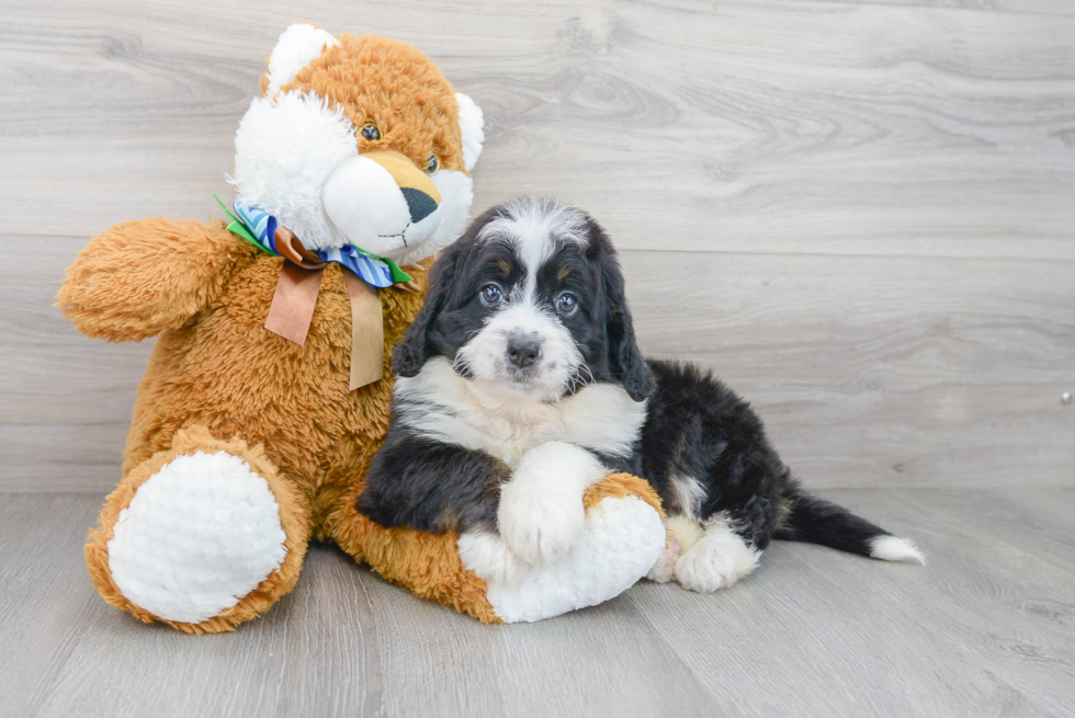 Best Mini Bernedoodle Baby