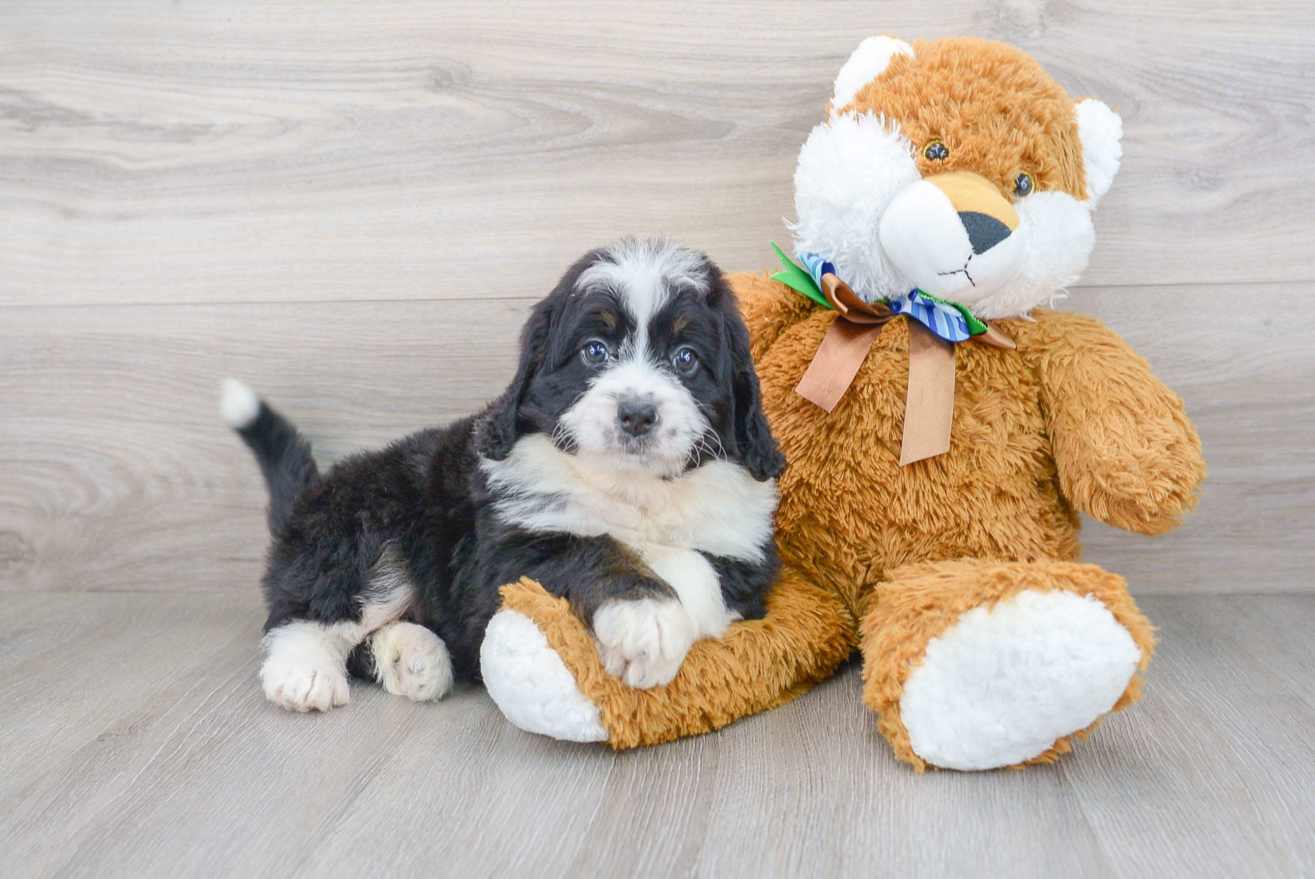 Funny Mini Bernedoodle Poodle Mix Pup