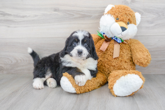 Funny Mini Bernedoodle Poodle Mix Pup