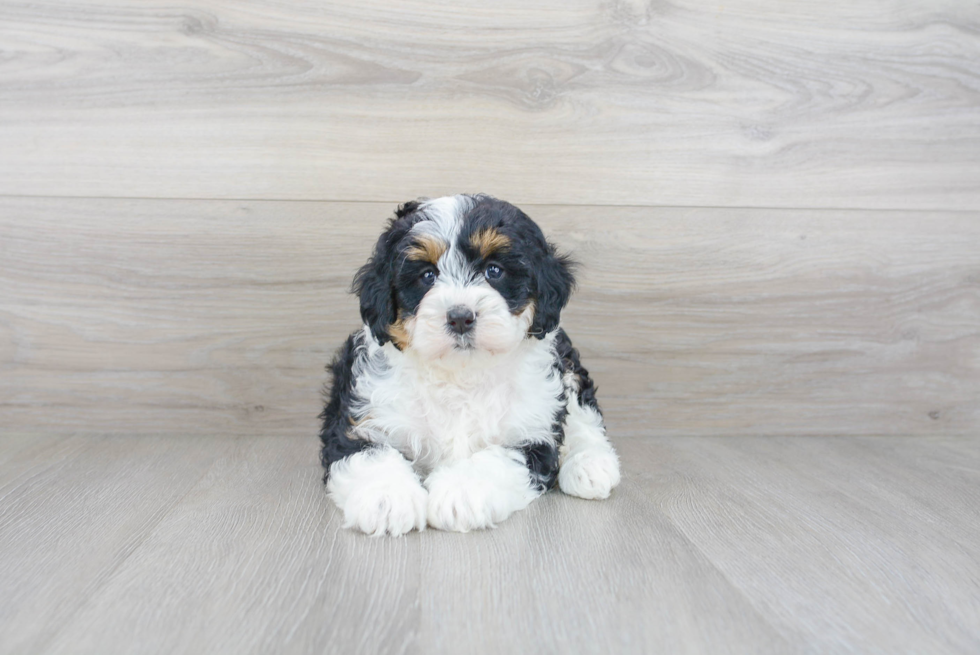 Playful Mini Berniedoodle Poodle Mix Puppy