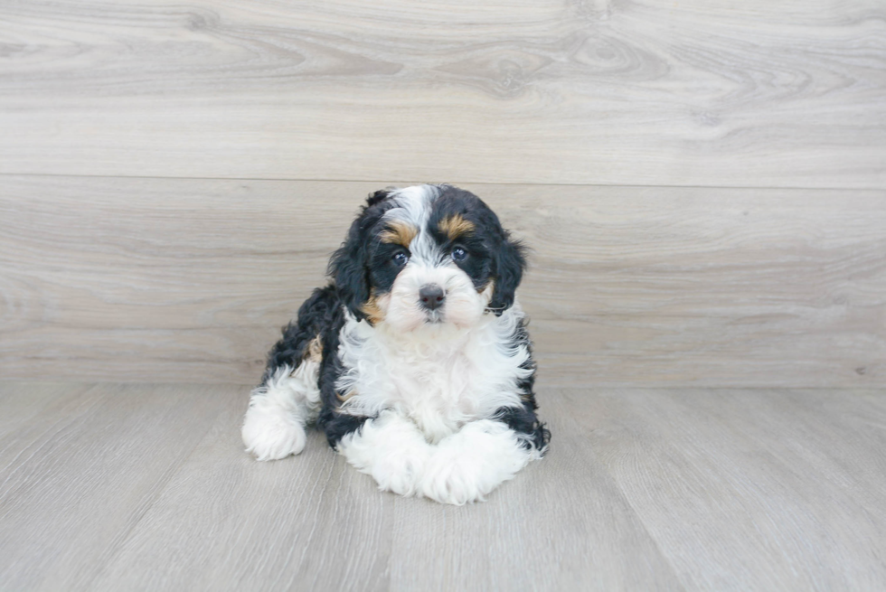 Mini Bernedoodle Pup Being Cute