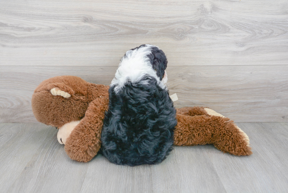 Best Mini Bernedoodle Baby