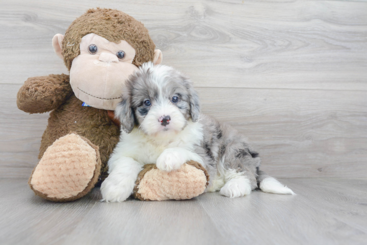 Friendly Mini Bernedoodle Baby