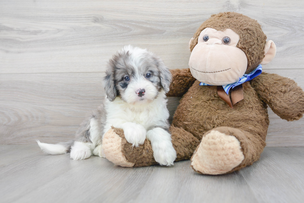 Mini Bernedoodle Pup Being Cute