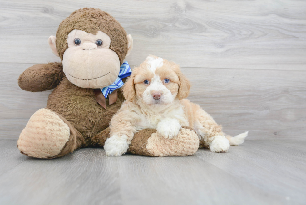 Mini Bernedoodle Pup Being Cute