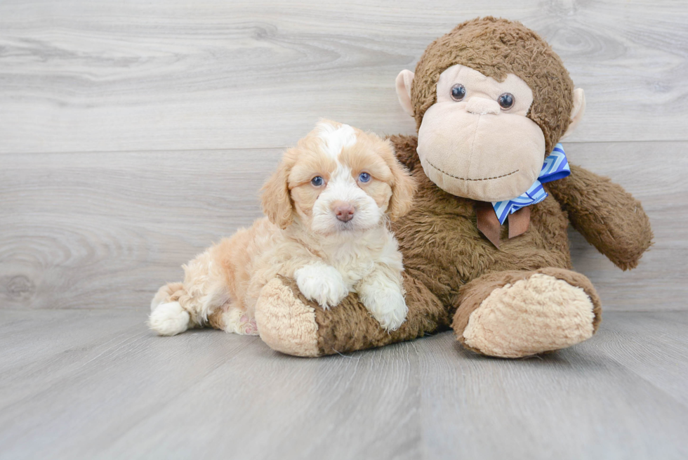 Little Mini Berniedoodle Poodle Mix Puppy