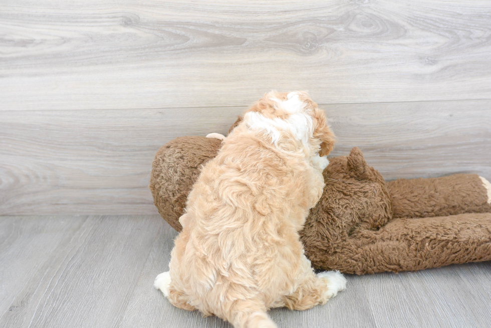 Sweet Mini Bernedoodle Baby