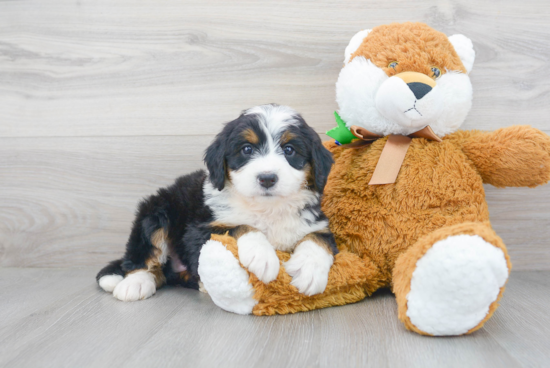 Best Mini Bernedoodle Baby