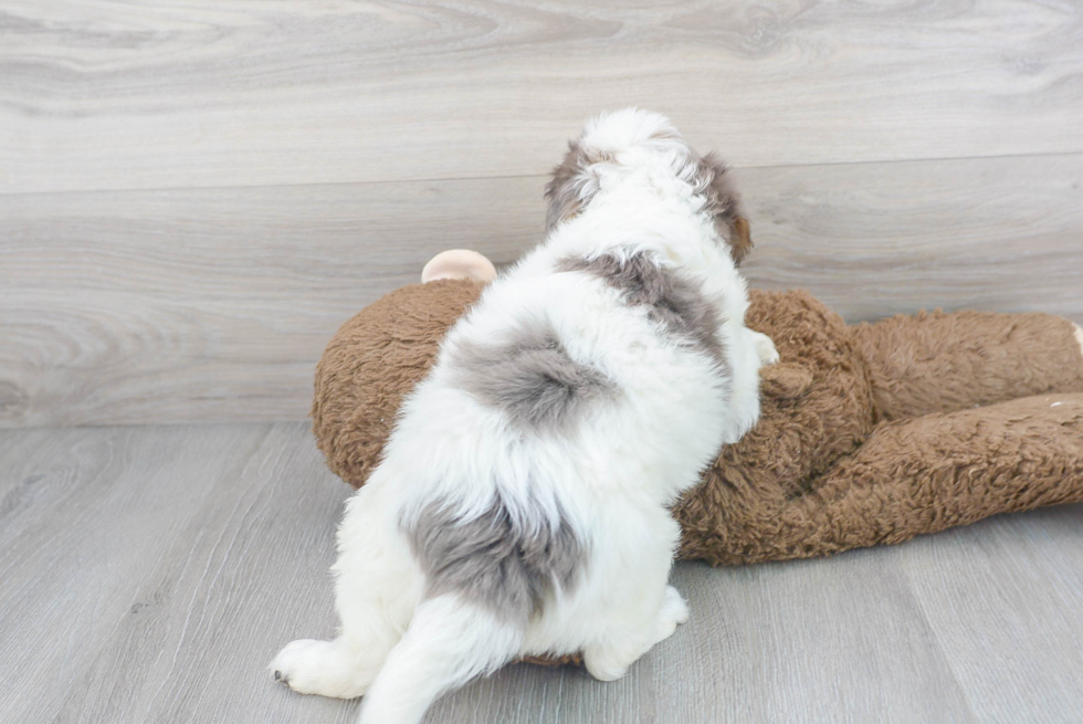 Mini Bernedoodle Pup Being Cute