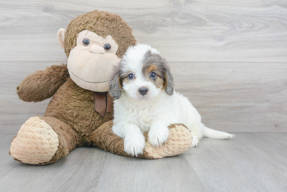 Energetic Bernadoodle Poodle Mix Puppy