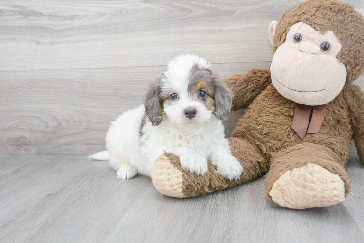 Adorable Bernadoodle Poodle Mix Puppy