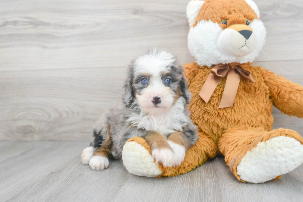 Mini Bernedoodle Pup Being Cute