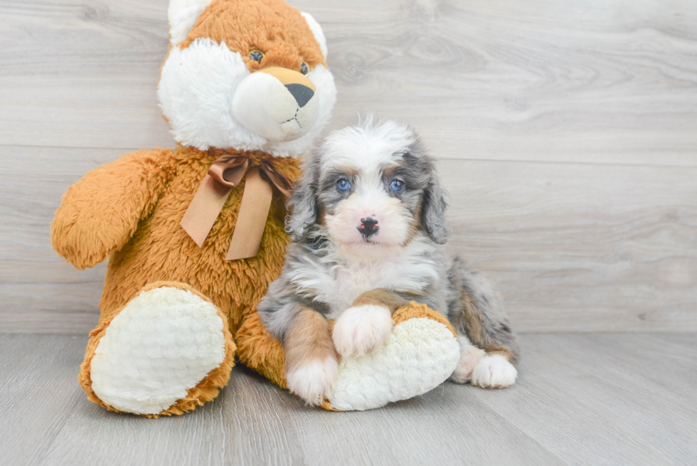 Mini Bernedoodle Puppy for Adoption