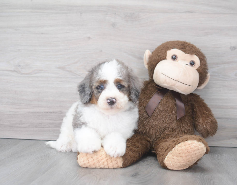 Mini Bernedoodle Puppy for Adoption