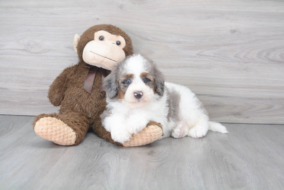 Best Mini Bernedoodle Baby