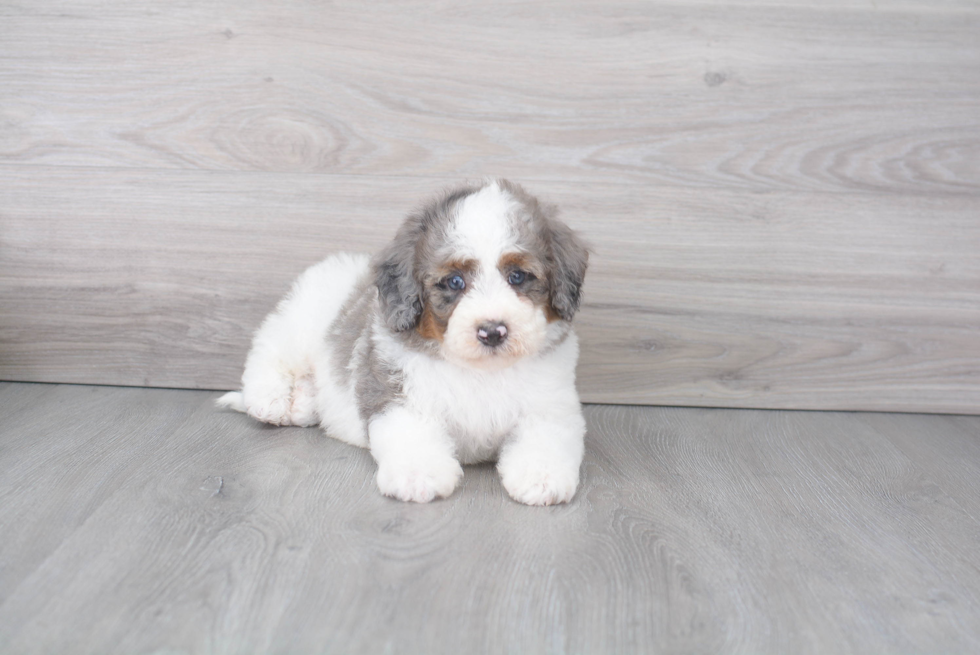 Best Mini Bernedoodle Baby