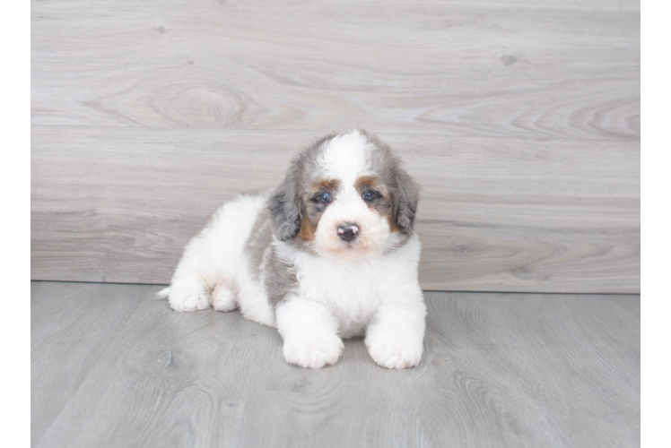 Fluffy Mini Bernedoodle Poodle Mix Pup