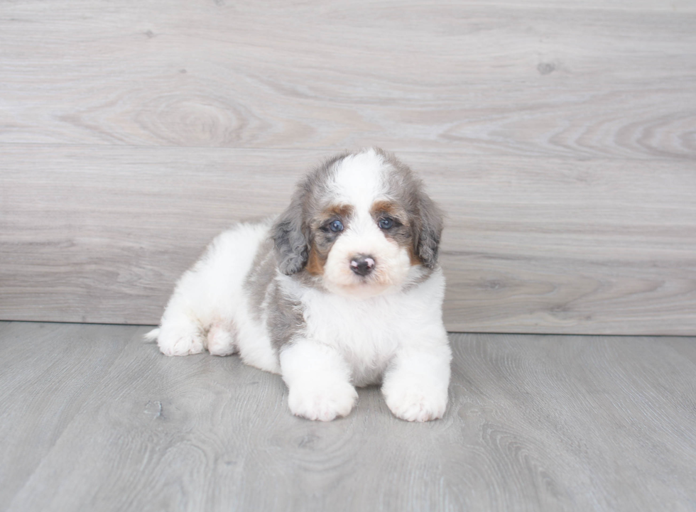 Fluffy Mini Bernedoodle Poodle Mix Pup